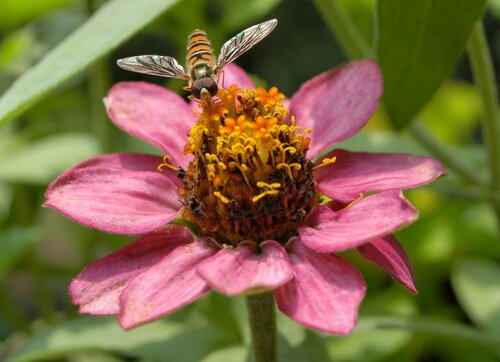 Biene Blume Umwelt